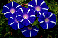 Flowers That Match Your Hardscaping Color Scheme