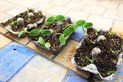 Egg Carton Seed Starters for Earth Day!