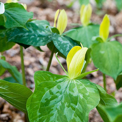 Five Superb Spring Bloomers