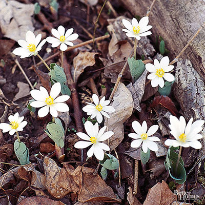 Five Superb Spring Bloomers