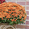 Mums The Word! 2 Ways To Complement Mother Nature's Fall Foliage
